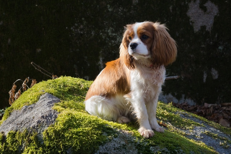 Нужно контролировать, сколько весит кавалер-кинг-чарльз-спаниель
