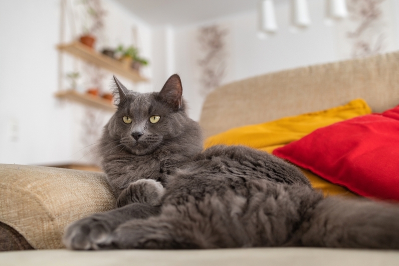 Мейн-куны – крупные кошки с большими ушами с кисточками на концах