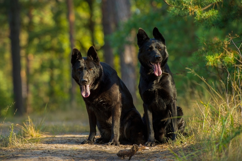 Две черные овчарки в жаркую погоду