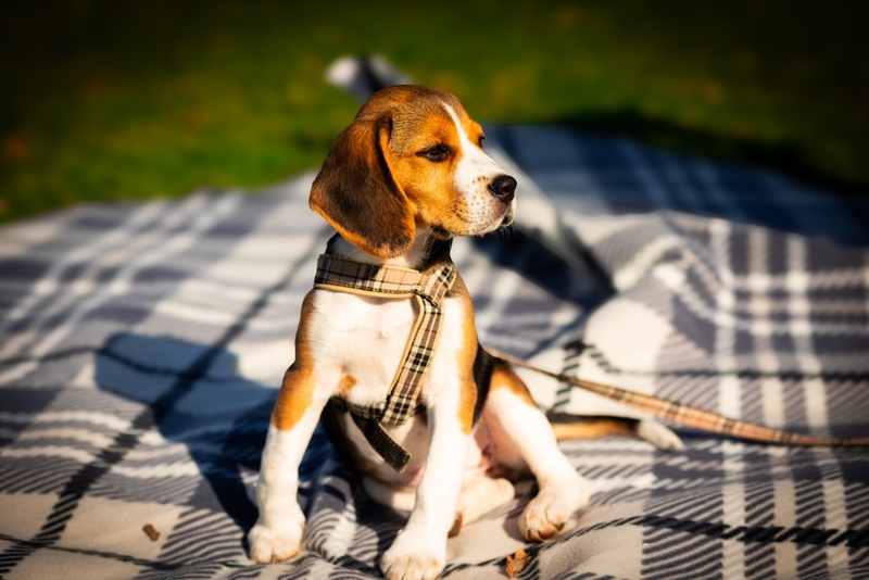 Дешевая в уходе собака бигль