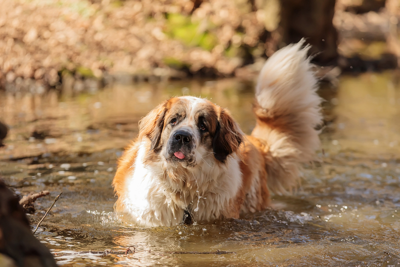 Сколько живут московские сторожевые в домашних условиях?