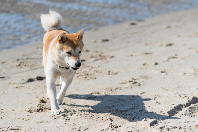 Сколько длится течка у сиба-ину?