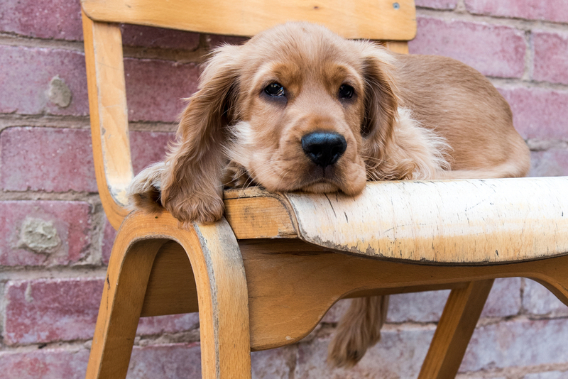 У собак породы кокер-спаниель часто появляются гнойные выделения из глаз из-за кератоконъюнктивита