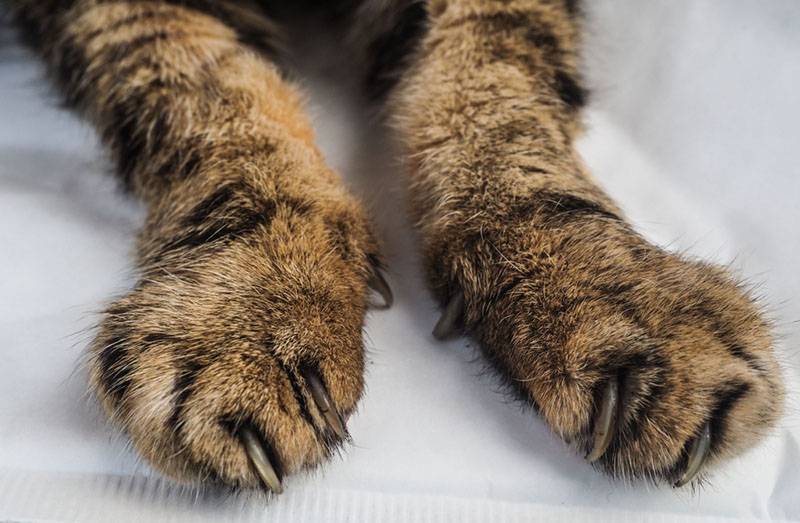 Артрит у кошек - симптомы и лечение | Лапа помощи | Дзен