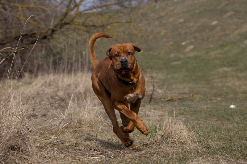 Японский молосс тоса-ину