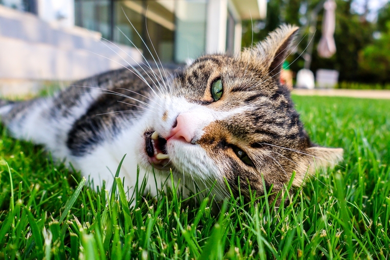 Если кошка скрипит зубами, требуется терапия
