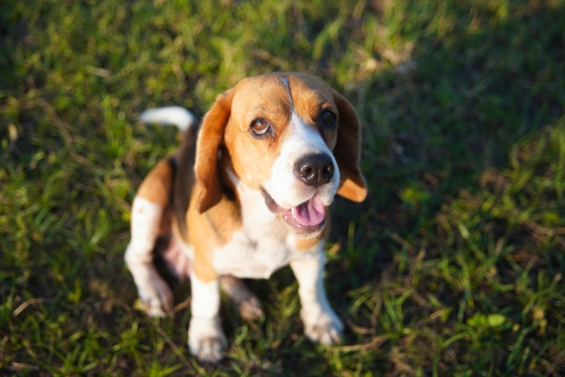 Питание бигля с пониженной активностью особенное