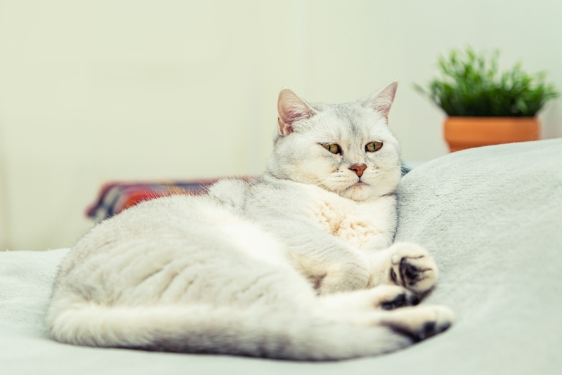 Почему британцы могут быть злыми?