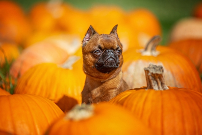 Возможно ли отравление тыквой у собаки?