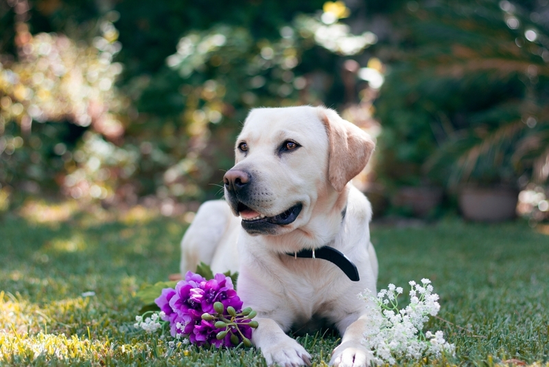 Лабрадор-ретривер —- красивая собака, которую легко воспитывать