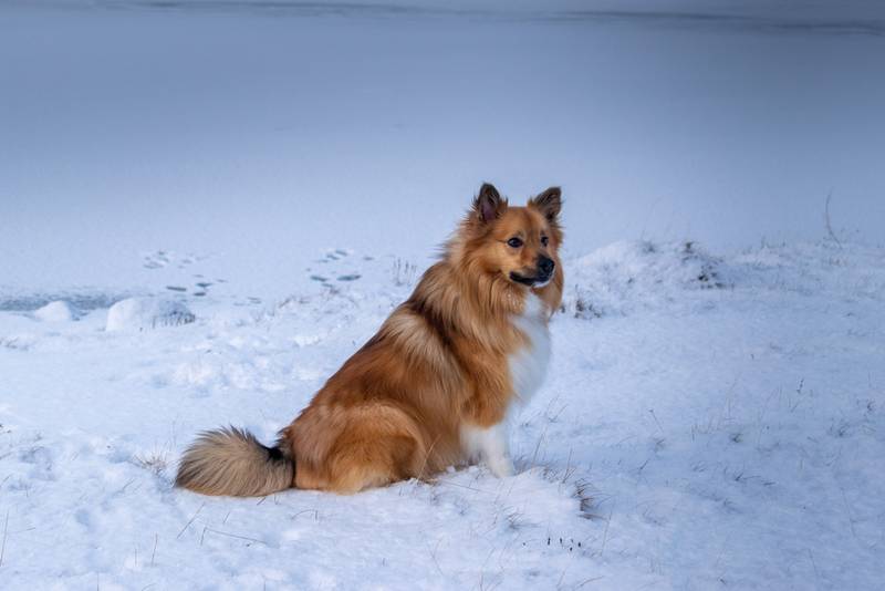 Исландская пастушья собака