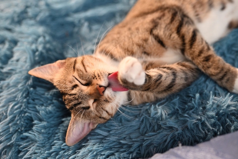 Пятнистая кошка оцикет