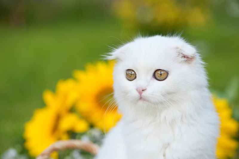 Как назвать шотландскую кошку с характером?