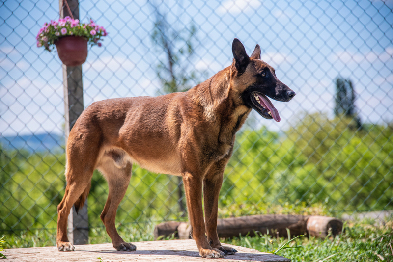 Рацион существенно влияет на то, сколько весит бельгийская овчарка