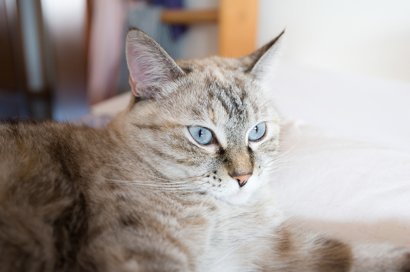 Кошка с вертикальными зрачками глаз