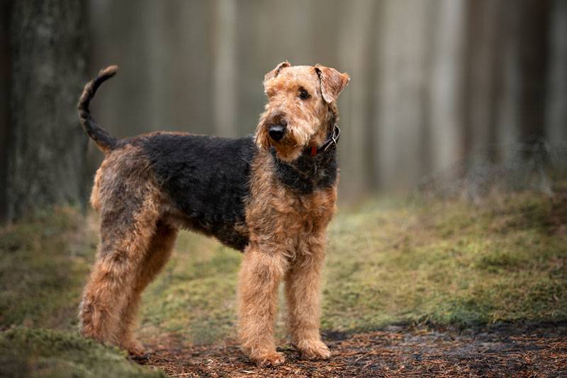Немецкая порода собаки с бородой