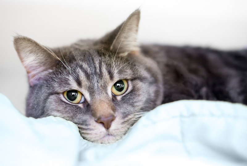 Много ли причин появления перхоти у кота?