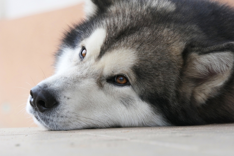 На какие патологии похож кератит у собак?