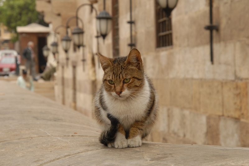 Египтяне считают кошек священными животными