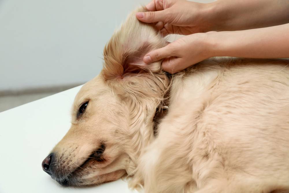 Воспаление уха у собаки: причины, симптомы и лечение | Hill's Pet