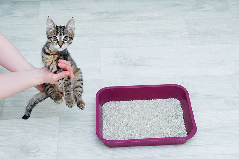 Как приучить котенка к лотку в квартире быстро и просто