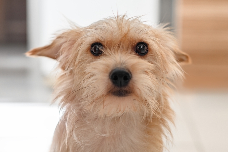 Сирингомиелия чаще появляется у небольших собак