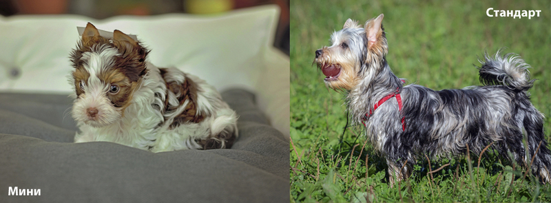 Бывают ли необычные окрасы у йорков типа стандарт и мини?