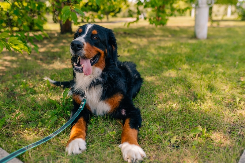 Гены, влияют на то, сколько будет весить взрослый бернский зенненхунд