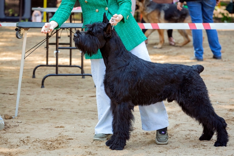 Самая крупная разновидность шнауцера