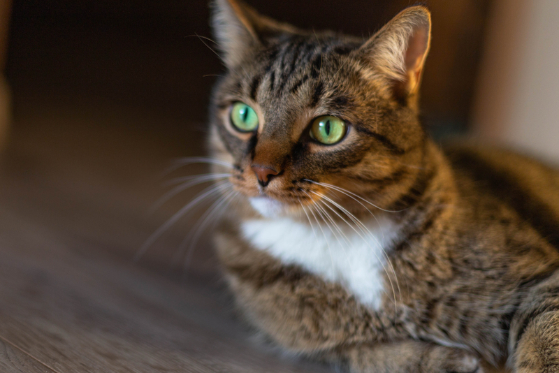 Как похудеть кошке?