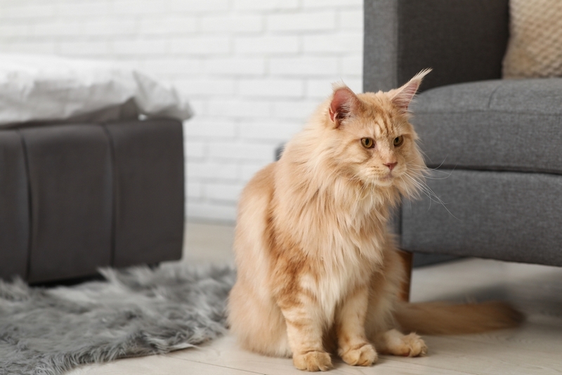 У мейн-куна может появиться болезнь, считающаяся неизлечимой