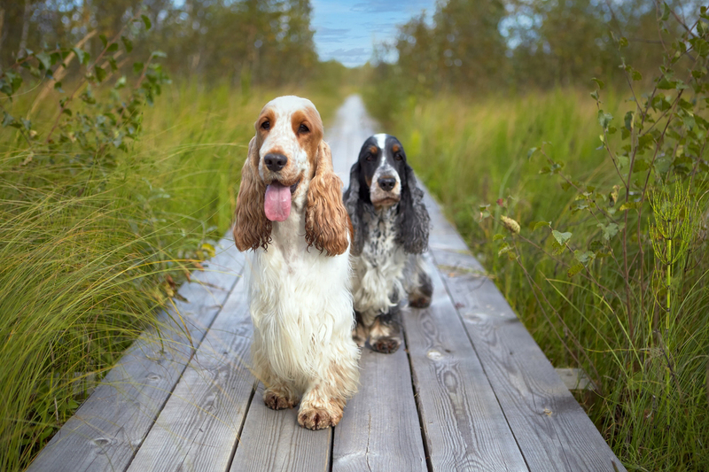 На то, сколько проживет английский кокер-спаниель, влияют разные факторы