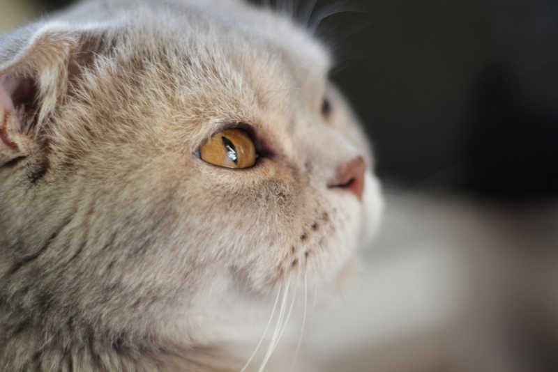 Владельцу важно знать, сколько длится течка у шотландской кошки