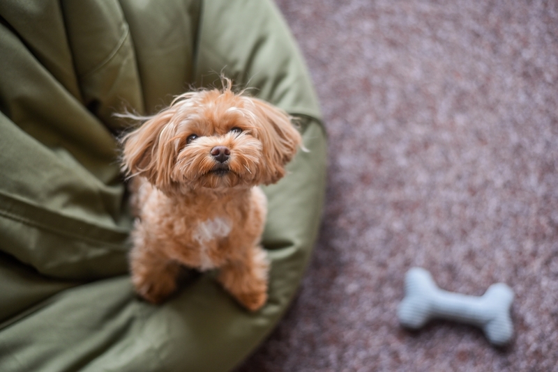 Как снизить риск проявления аллергии на мальтипу?