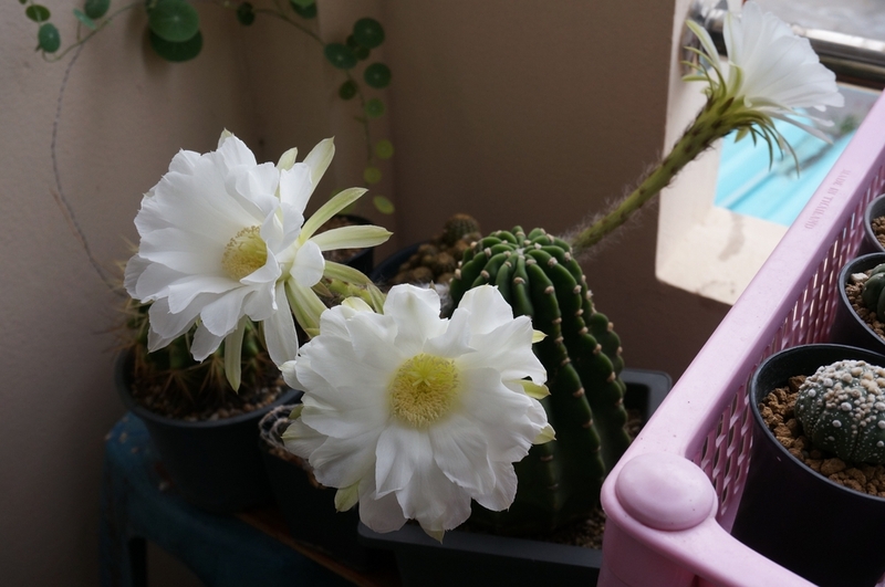 Эхинопсис – неопасное для кошки растение