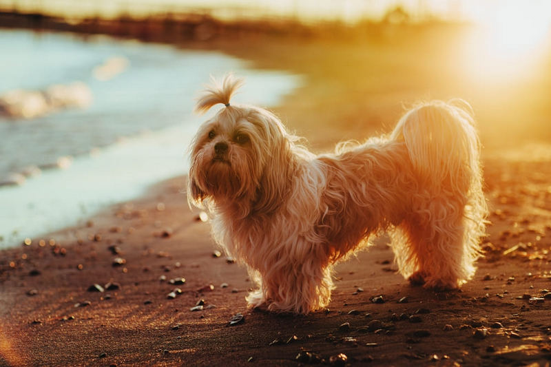 Надо следить, сколько весит ши-тцу