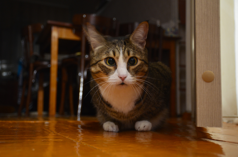 Кошка с косоглазием