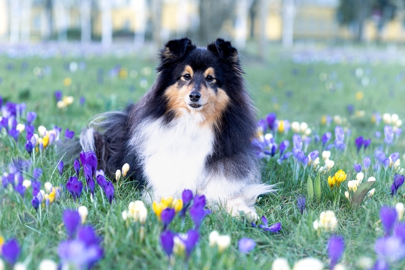 Пятнистая собака шелти