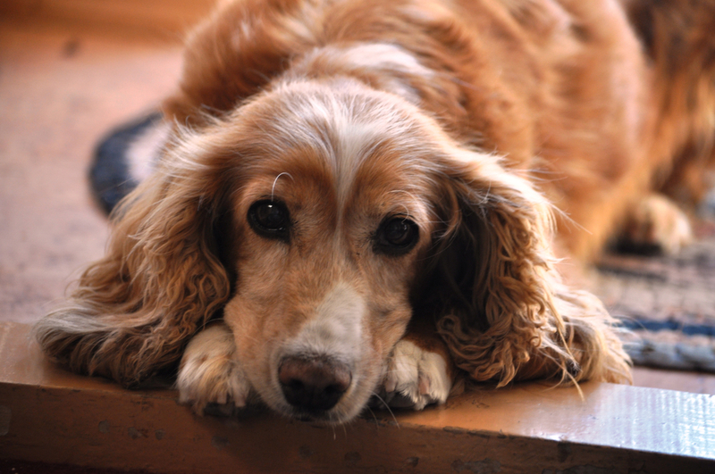 Собаки с болезнью Аддисона испытывают слабость
