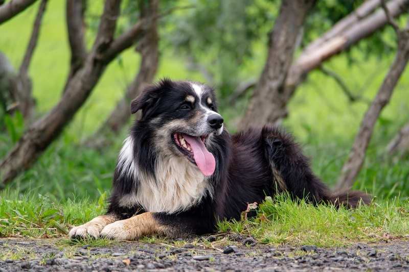 Исландская овчарка — красивая порода собак-охранников