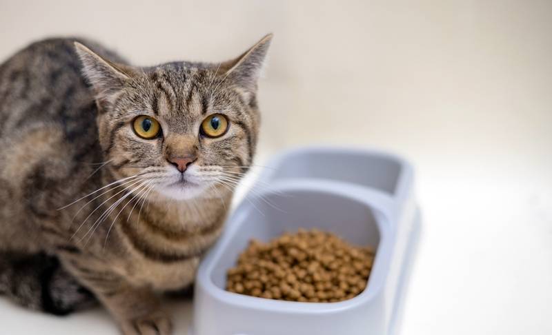 Кошка не ест сухой корм: что делать если кот перестал есть сухой корм