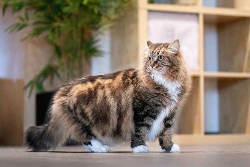 Важно знать, сколько весит сибирская кошка в норме