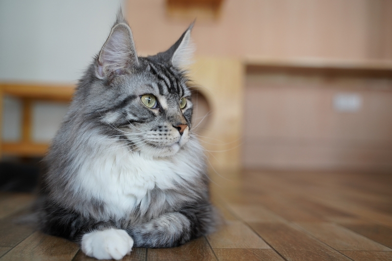 Течка у мейн-куна проходит в несколько этапов