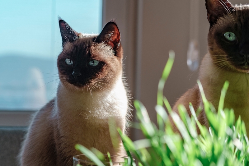 Есть мнение, что у сиамских кошек атопия встречается чаще