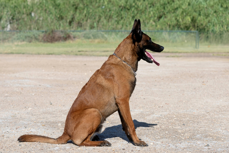 Малинуа отлично подходят для бельгийского ринга