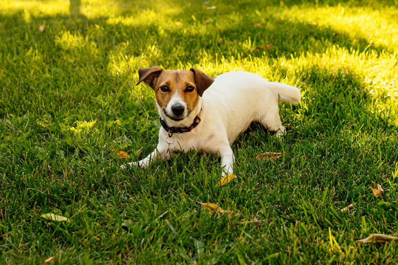 Владельцу важно знать, сколько длится беременность у джек-рассел-терьера