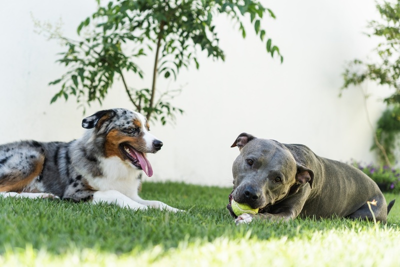 Важно контролировать, сколько весит питбуль по мере роста