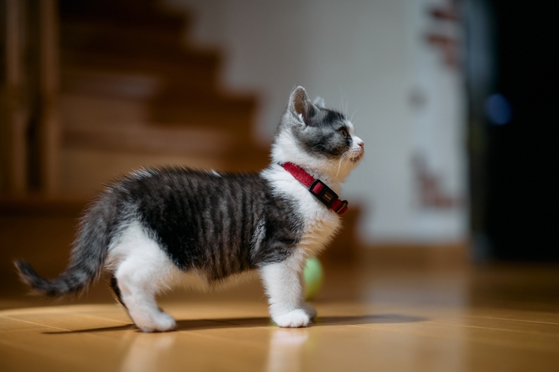 Содержание влияет на то, сколько проживет манчкин