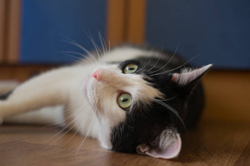 Судороги у кошек: причины и что делать?