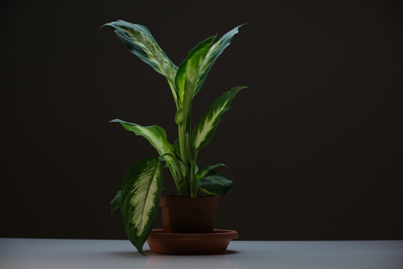 Диффенбахия – растение, опасное для кошек